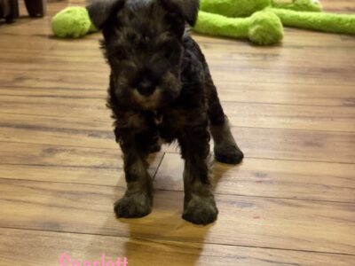 Miniature schnauzers