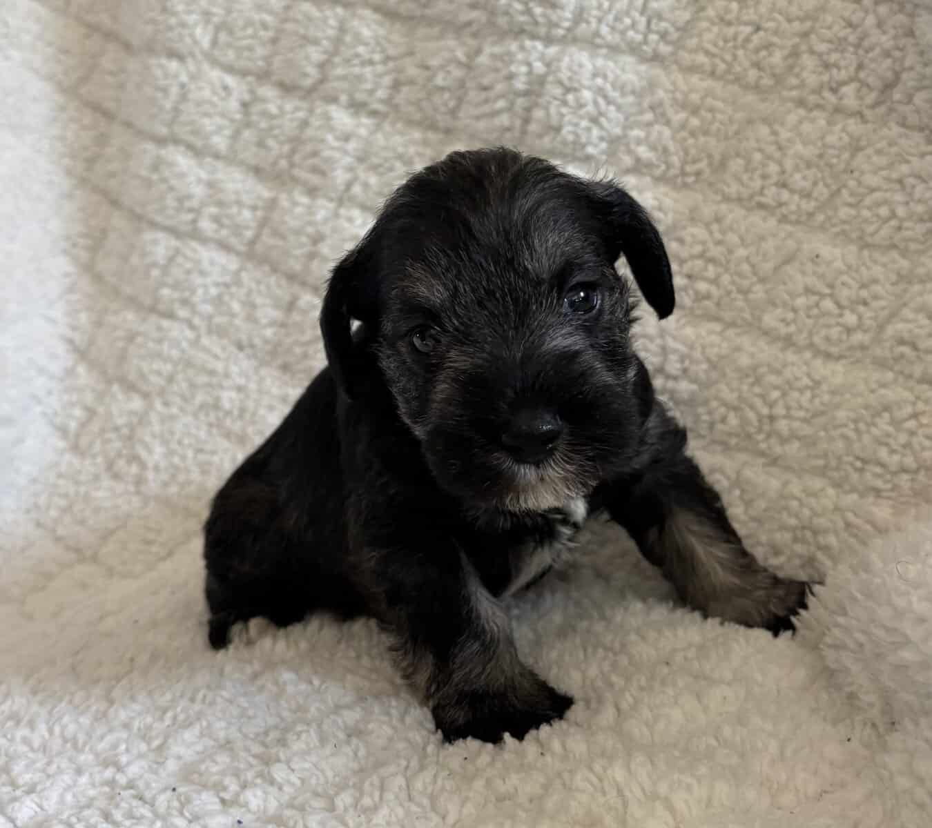 Male, Miniature Schnauzer's needing a forever home image 2