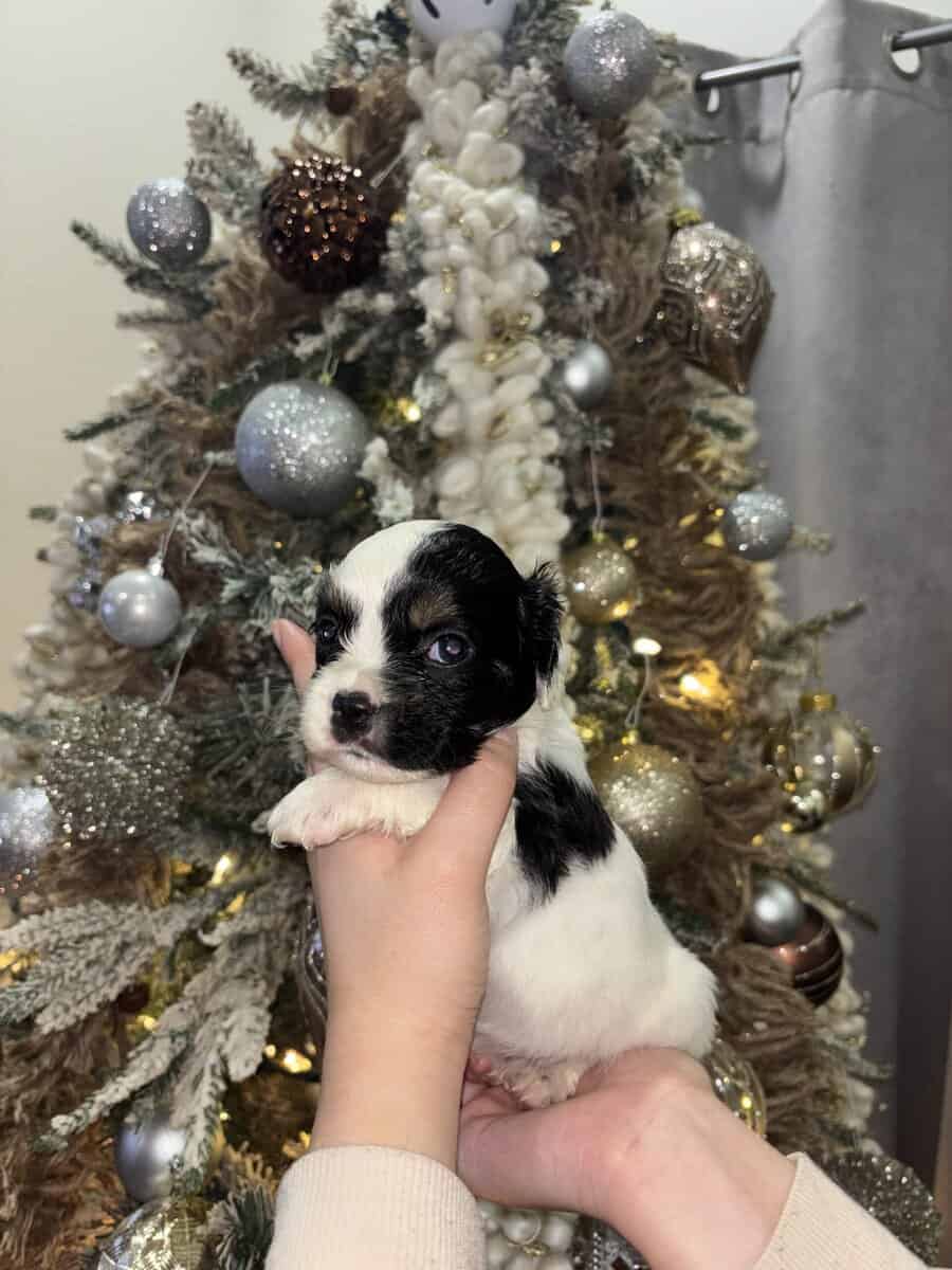 English Cocker Spaniel/French Bulldog Mix Puppies image 15
