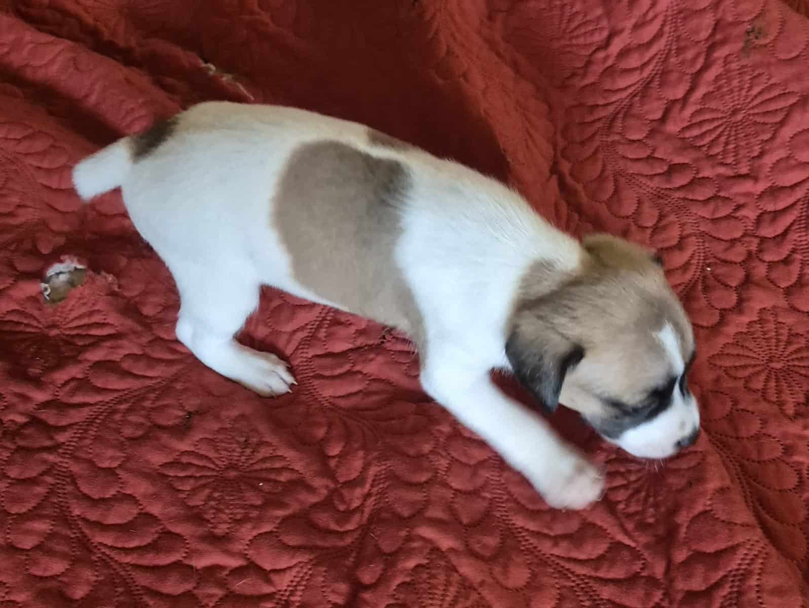 Jersey Terrier/Jackrat male puppies image 1