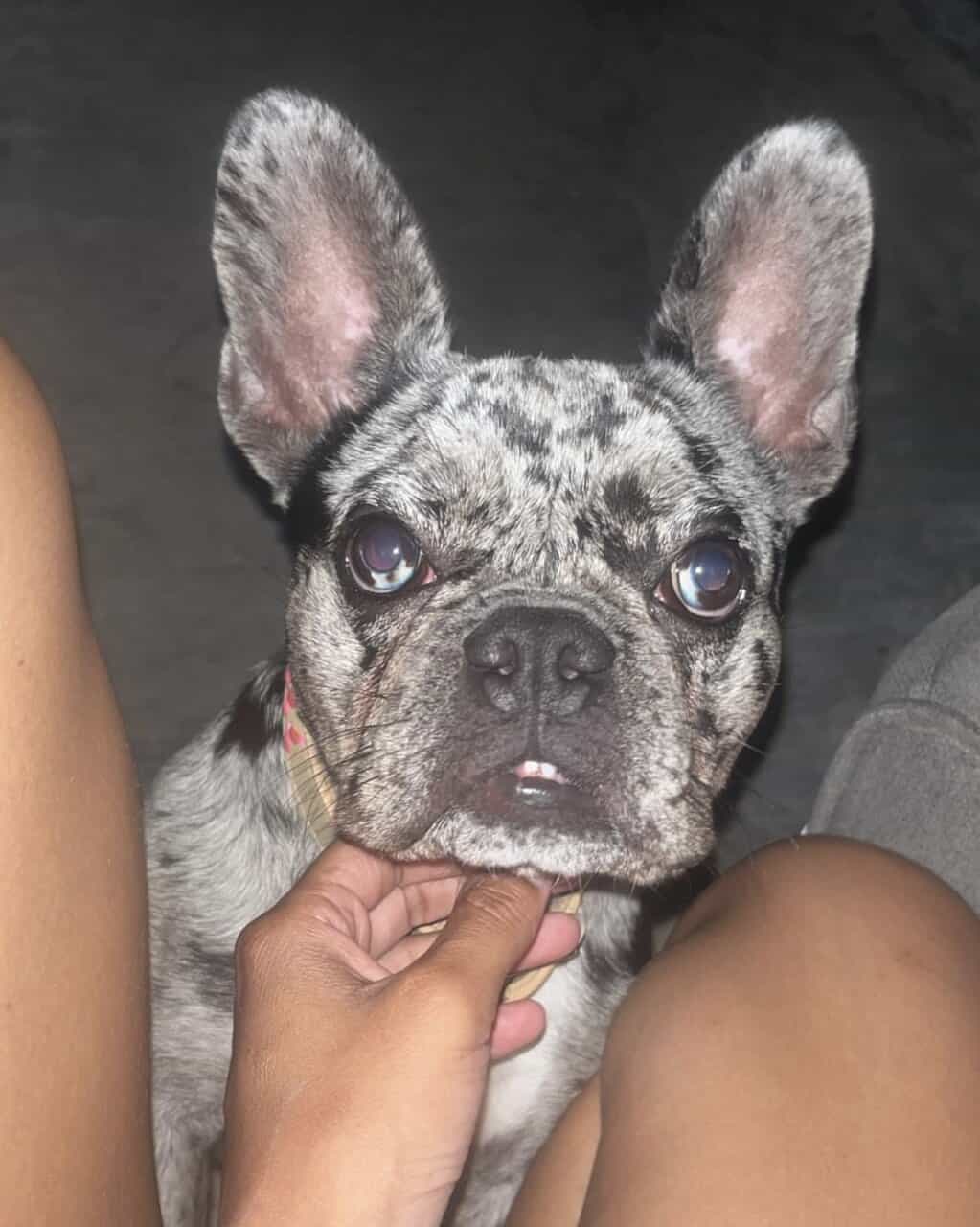 AKC Choc Rojo Frenchie image 6