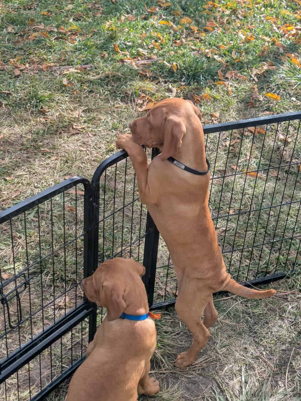 Vizsla Puppies image 5