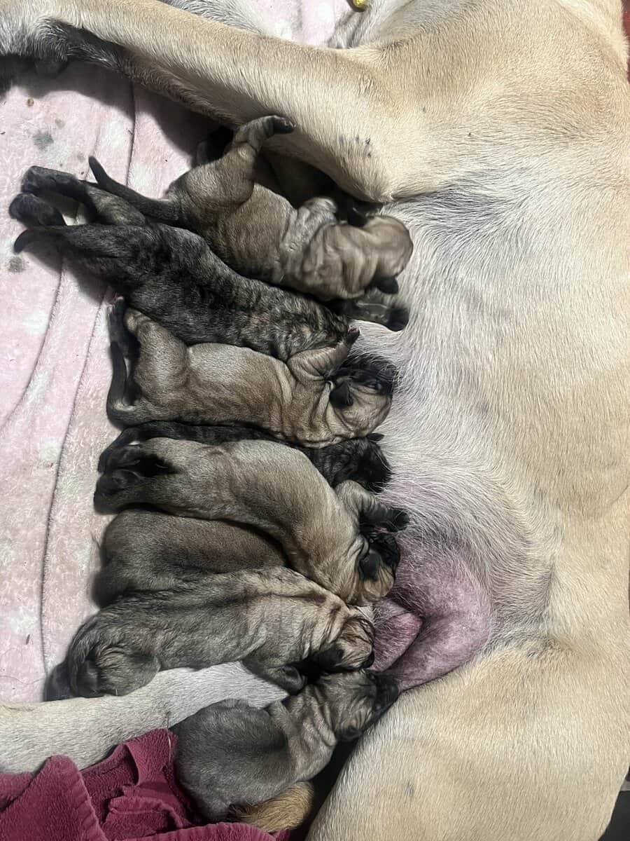 Mastiff Puppies image 1