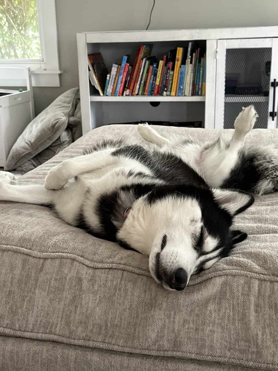 Husky - purebred female image 4