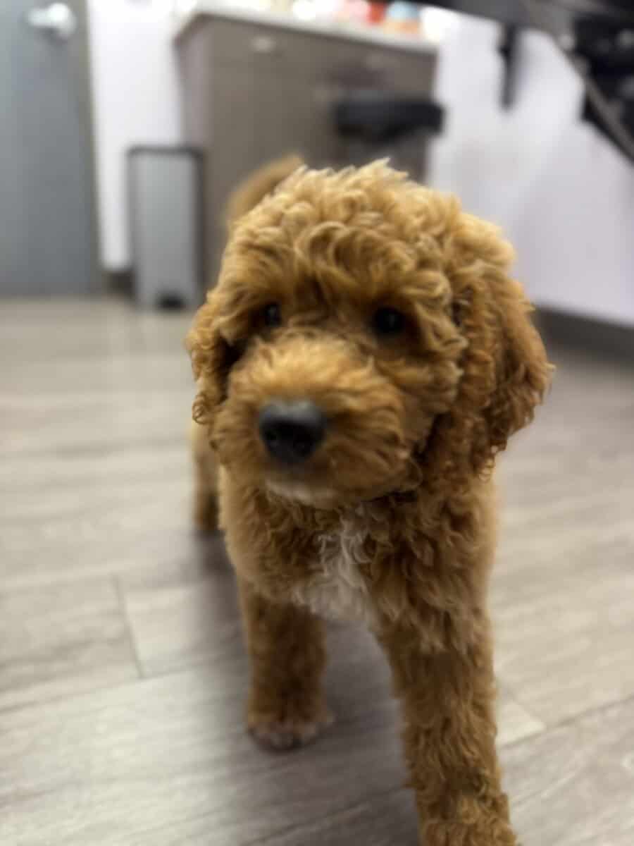Goldendoodle image 1