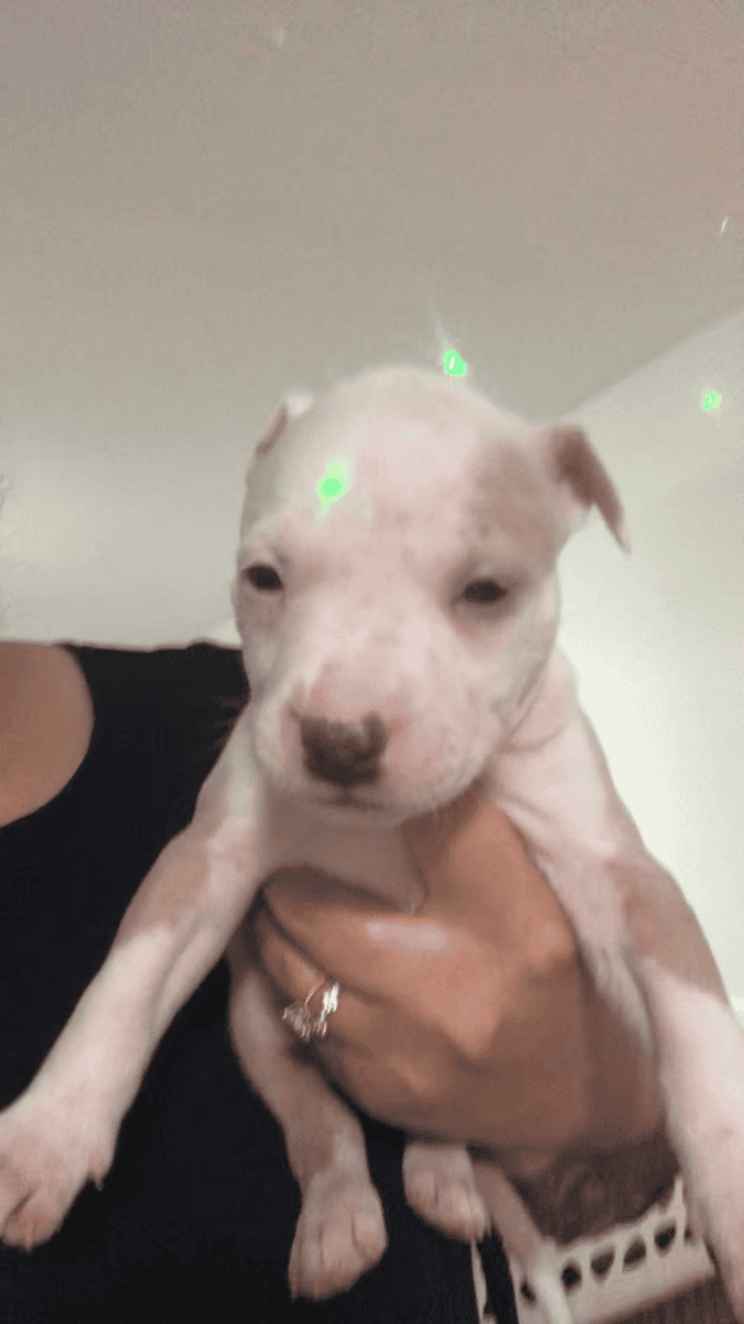 Bully/pit 8wk old male (1) & female (2) image 1
