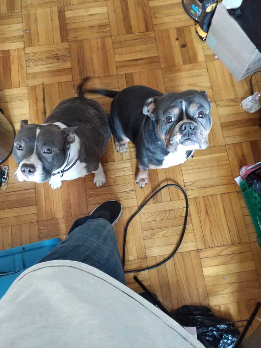 Premium Pocket Bully Puppies – Males & Females image 11