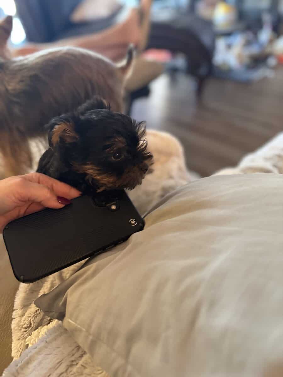 Yorkie puppy male image 3