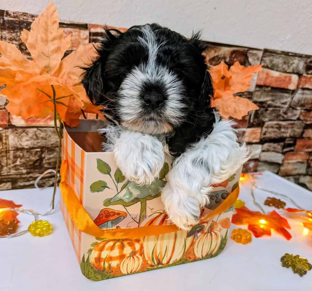 Maltipoo Puppies , Ready to Go image 11