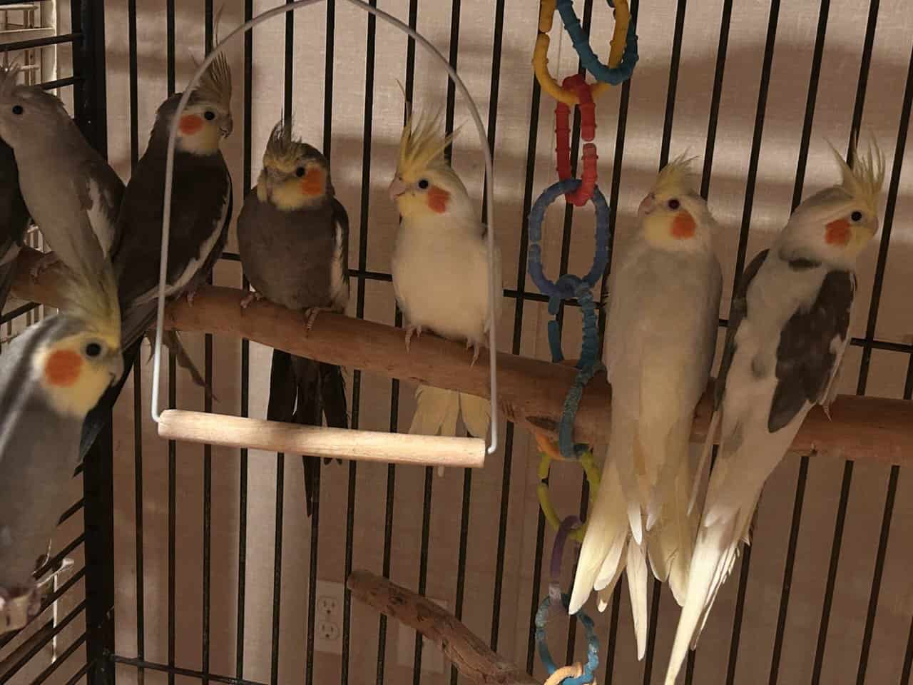 Cockatiel for sale image 7