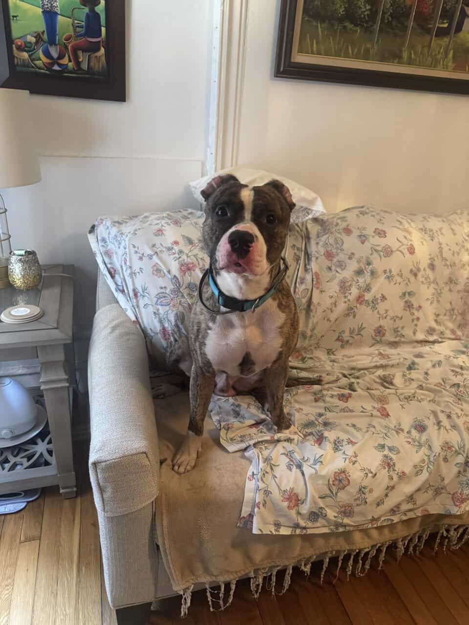 Pitbull Puppies image 6
