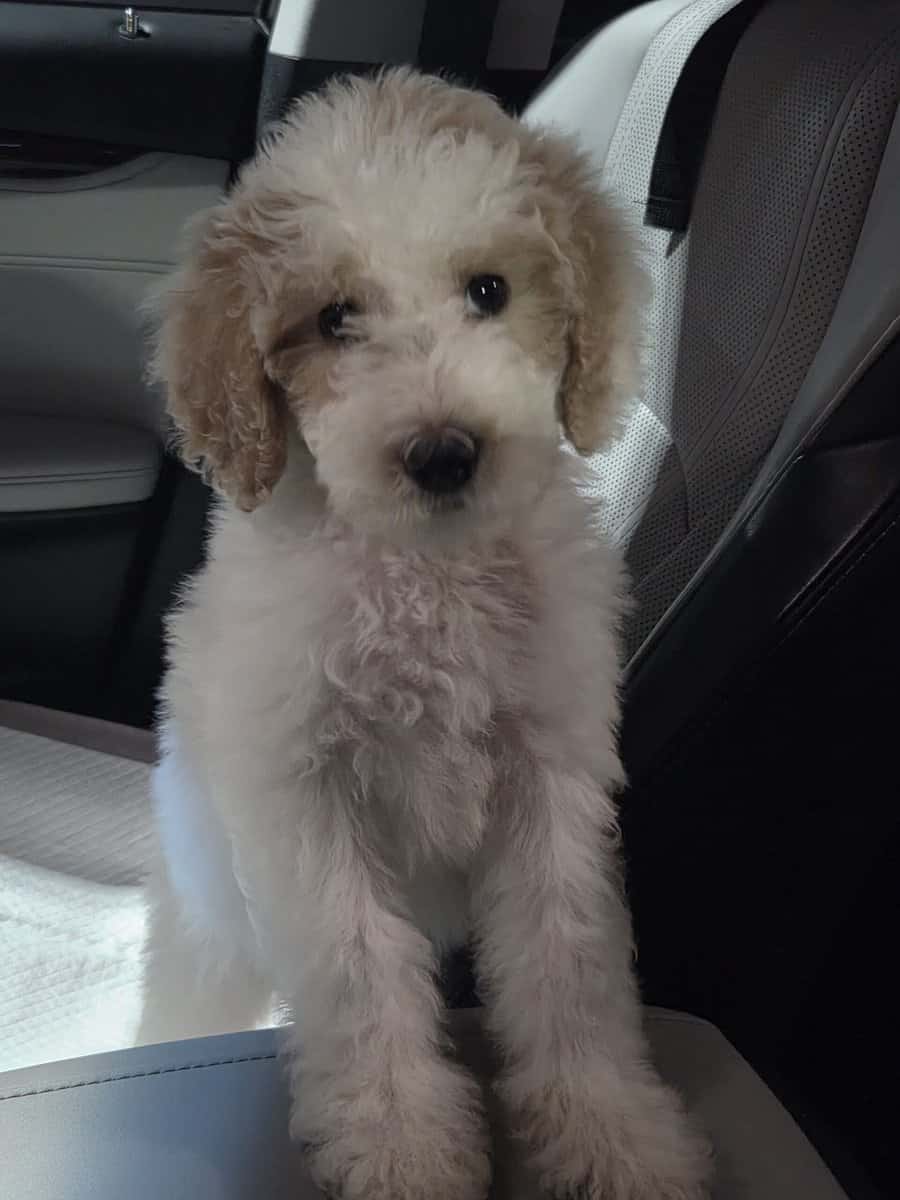 Winnie - 10 Week Old Mini Golden Doodle image 1