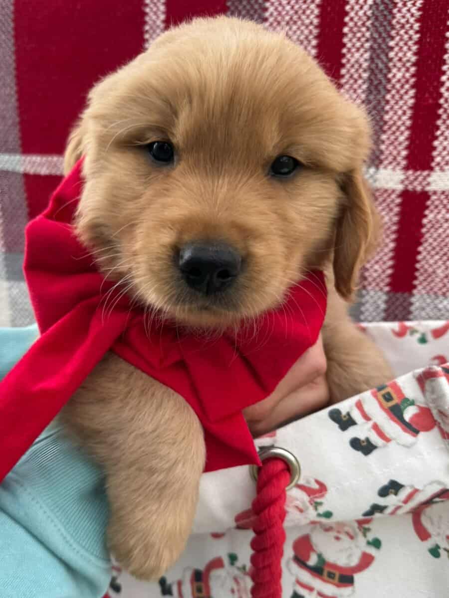Golden Retriever Puppies image 2