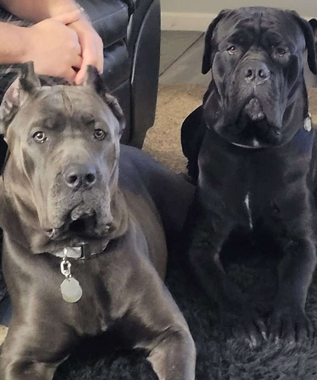 Cane Corso Puppies due around Thansgiving image 1