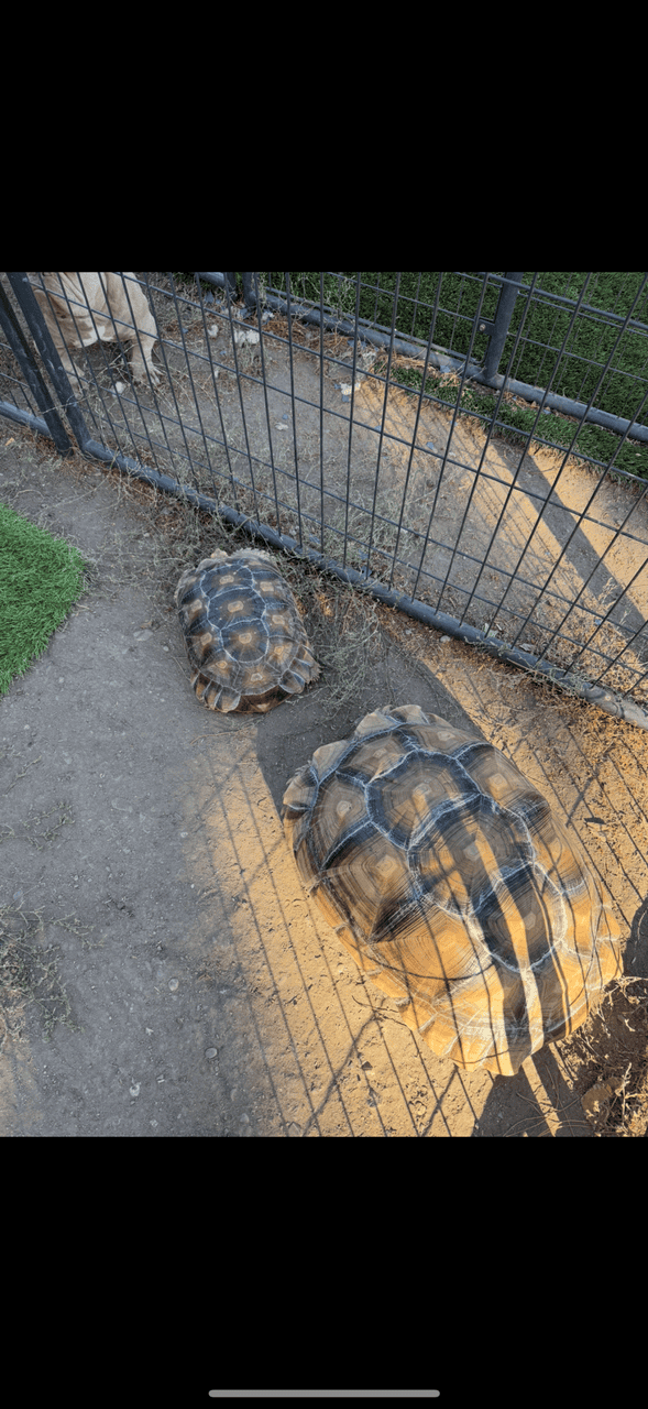 Sulcata tortoise image 1