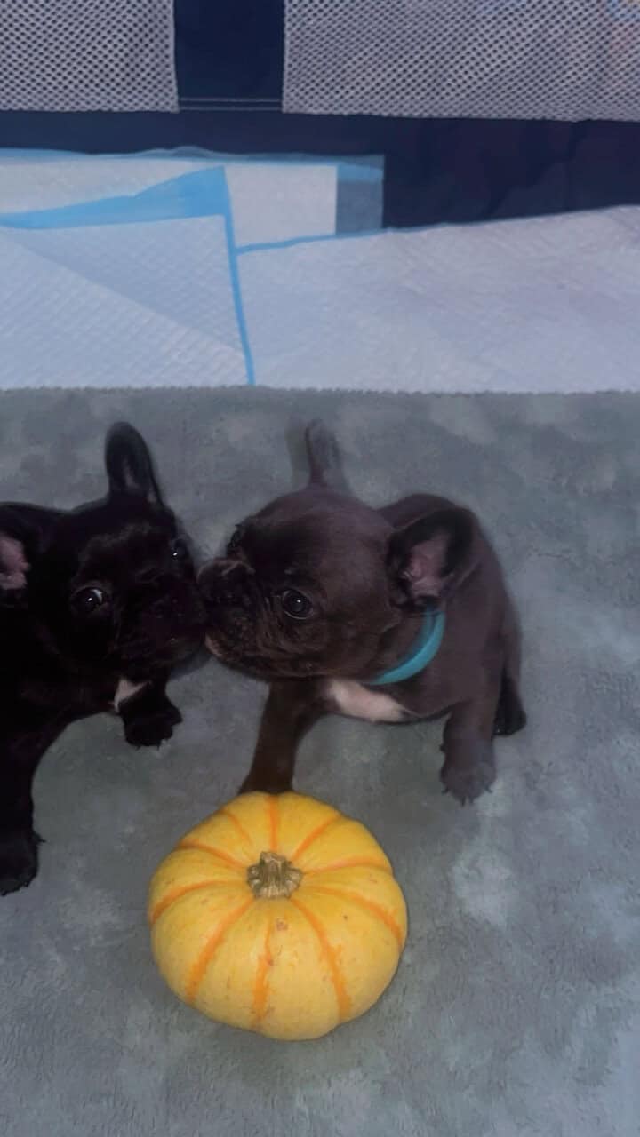AKC Frenchie pups image 2