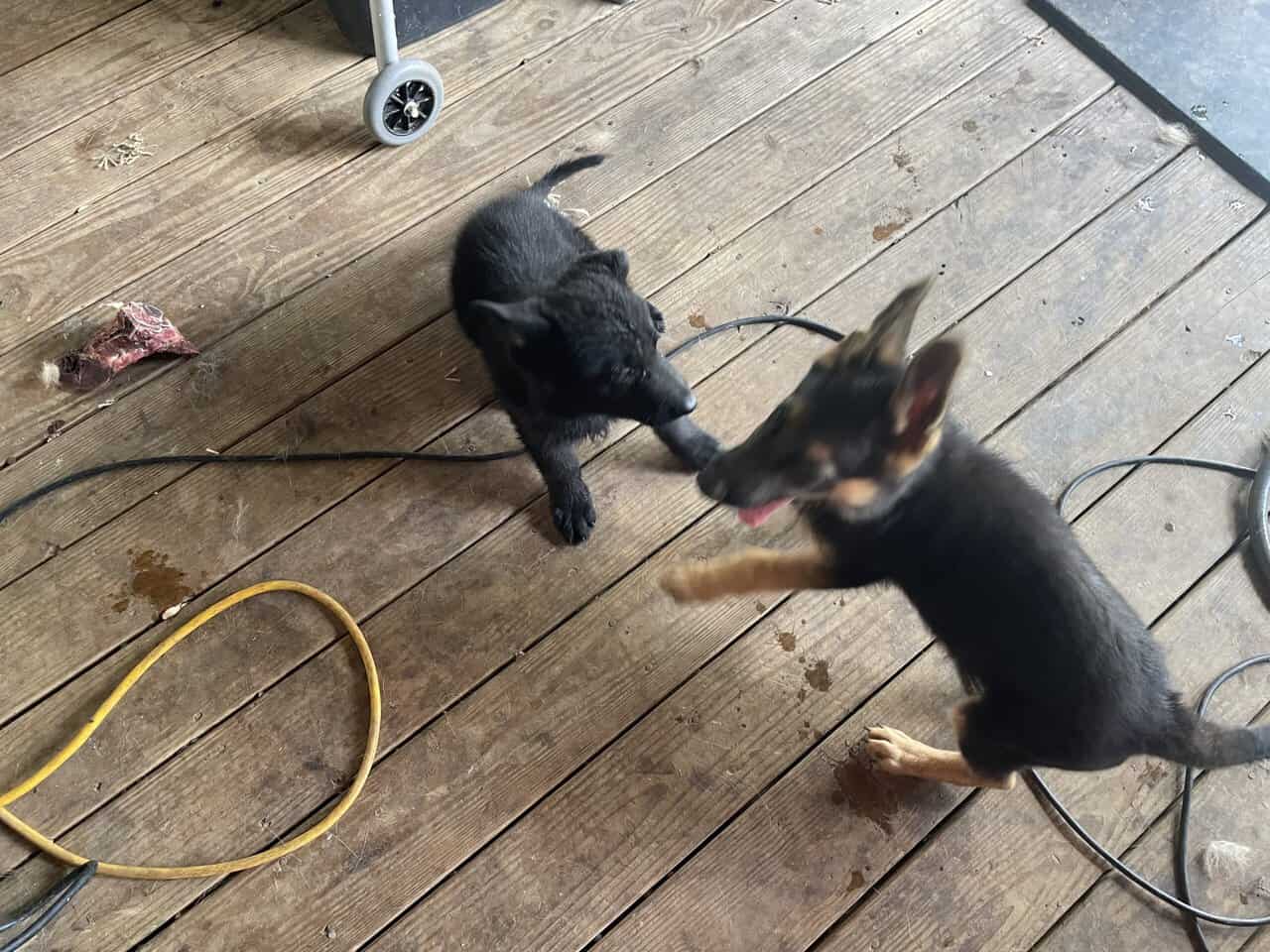 Male German Shepherd puppy image 4