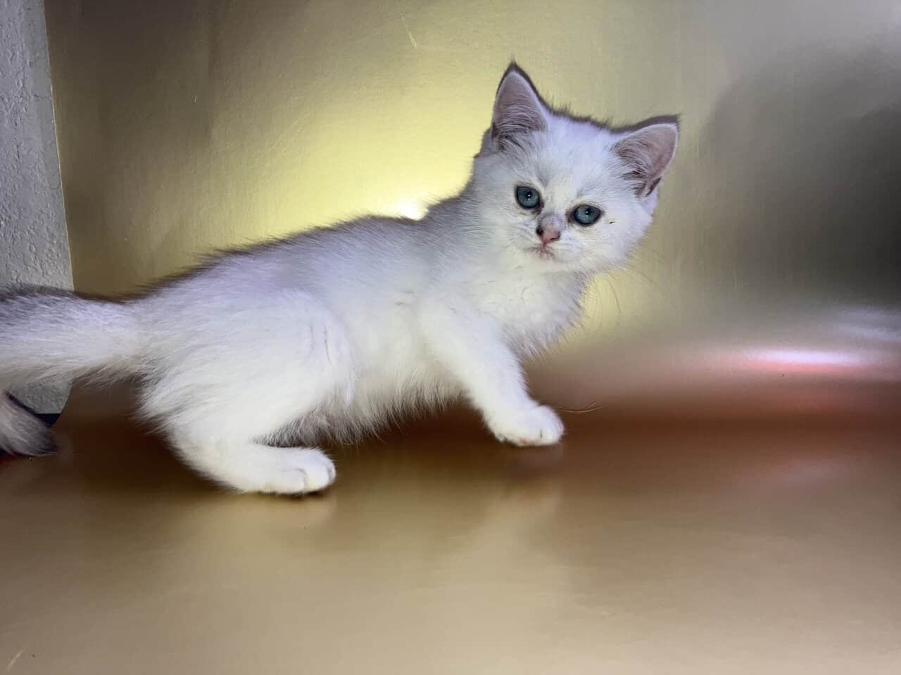 Silver chinchilla British shorthair female wcf image 7