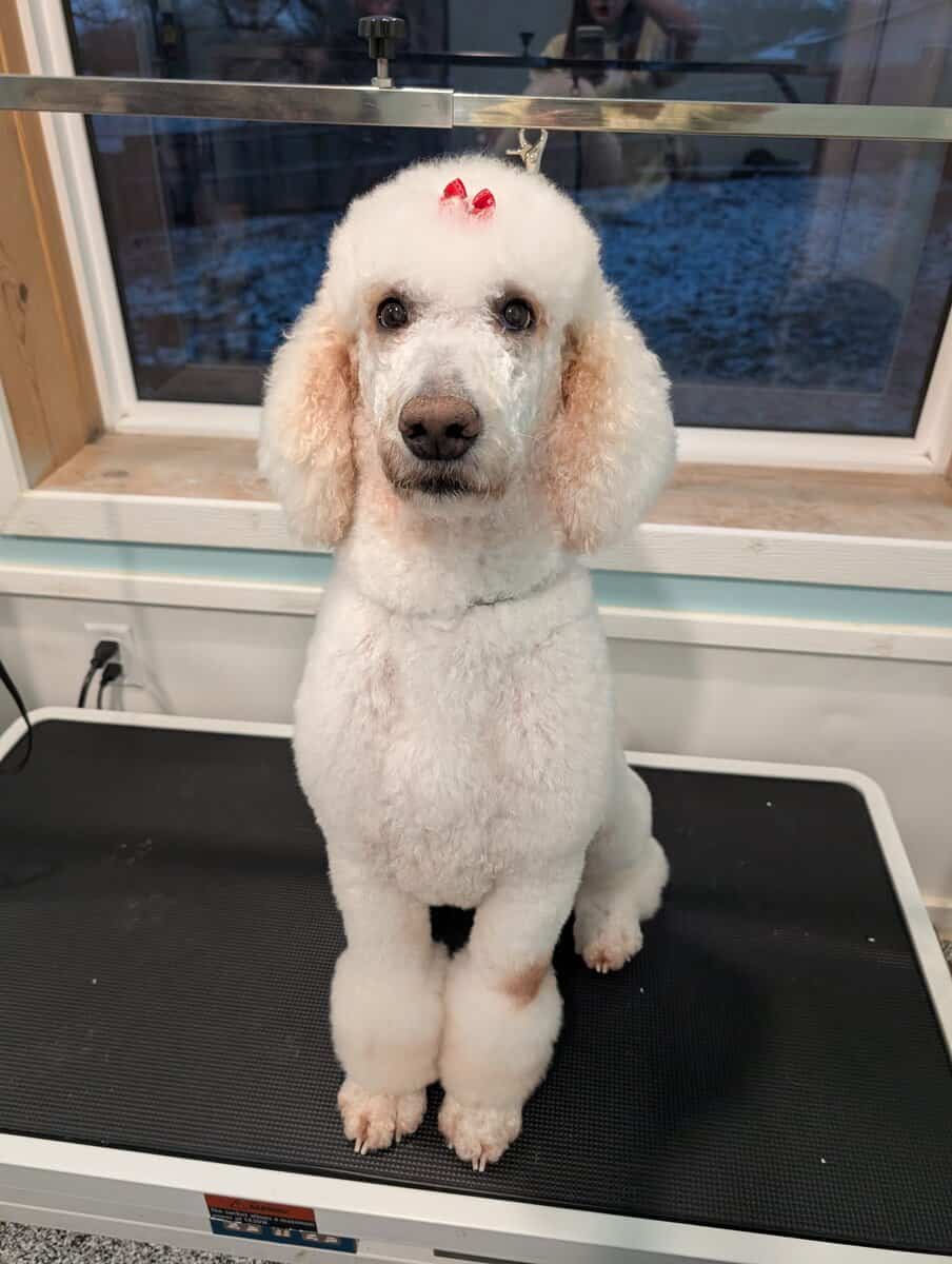 Pet Care Provider image 1