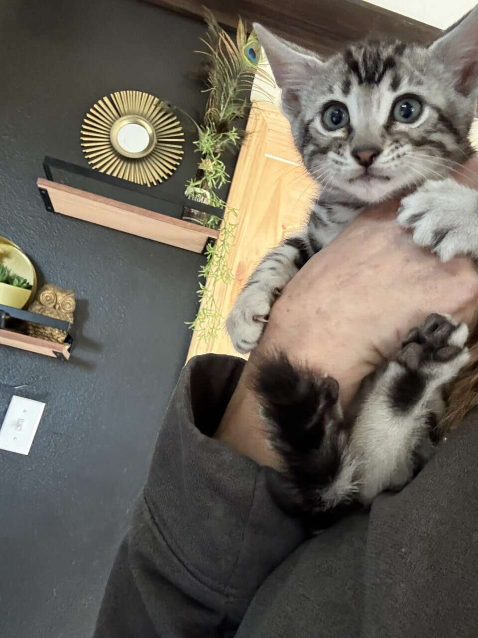 Bengal image 3