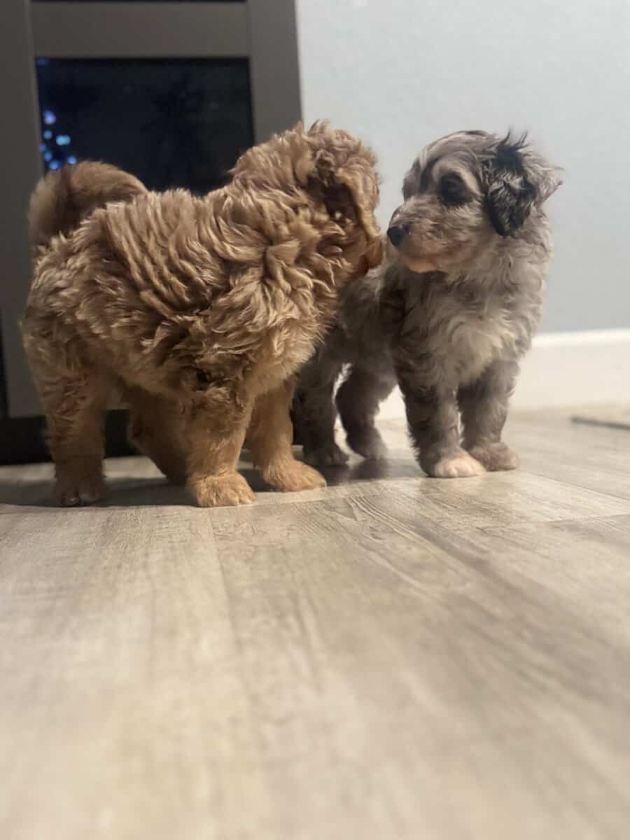 Bernedoodle female image 2