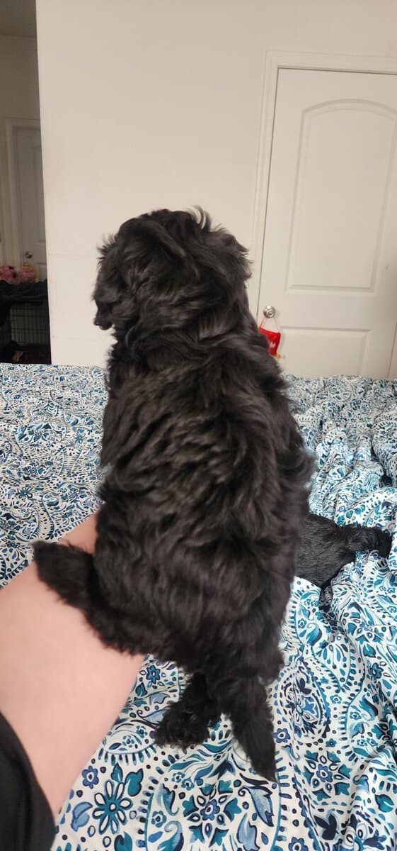 Designer Shorkipoo Puppies image 6