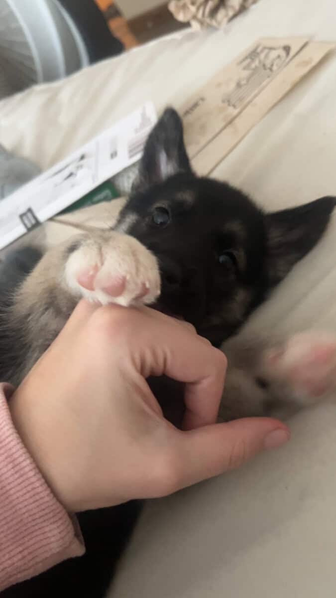 Lily playful pup image 6