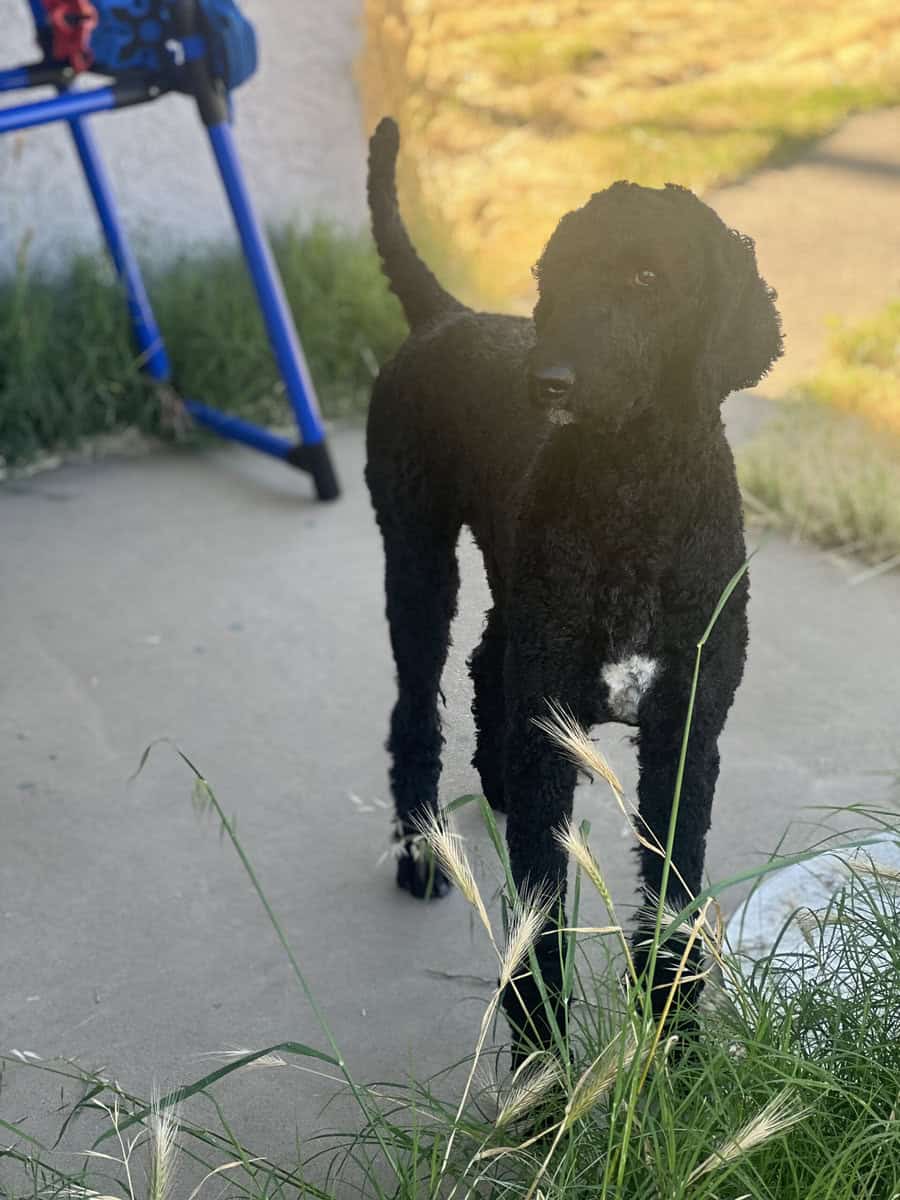 6 Seven Week Standard Poodles Puppies image 4