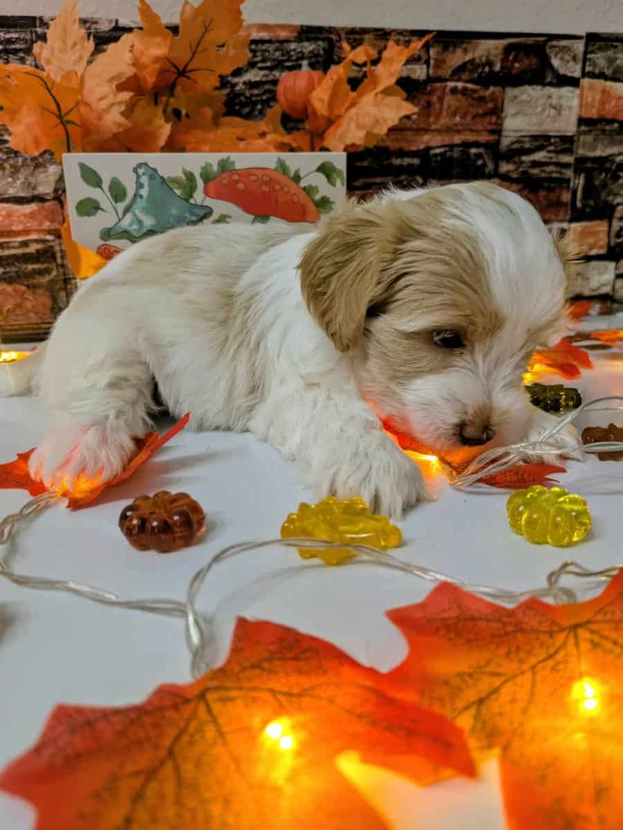 Maltipoo Puppies , Ready to Go image 5