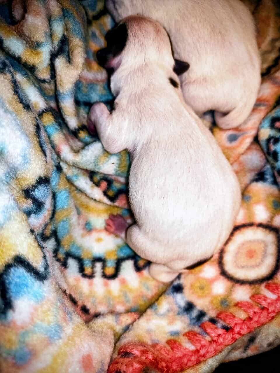 TOY Chihuahua Puppies – Ready Christmas Eve! ✨🎄 - image 12