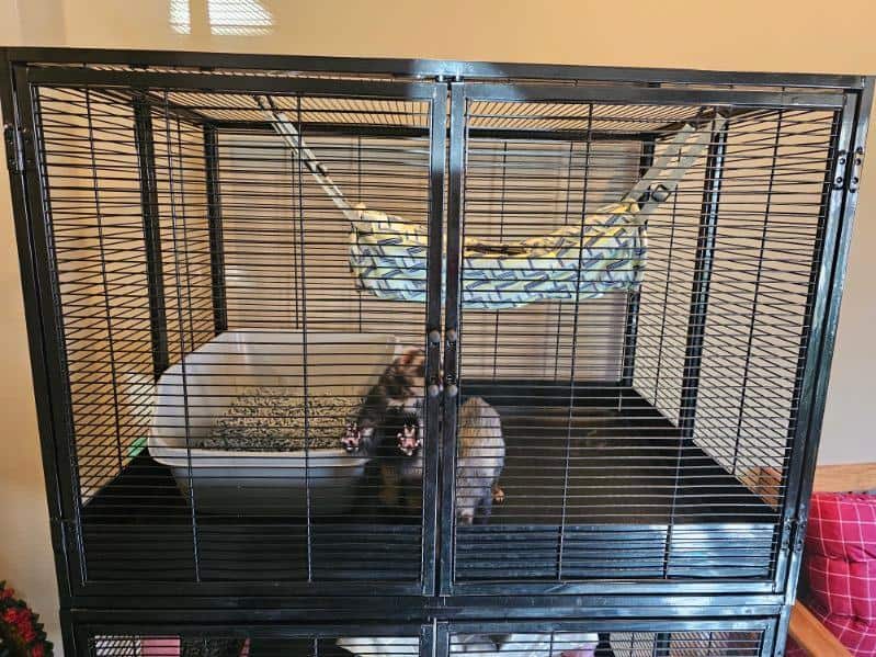 2 sweet male sibling ferrets for rehoming image 2
