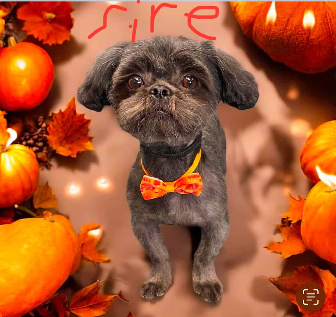 2 Boys Pure Bred Shih Tzus image 12
