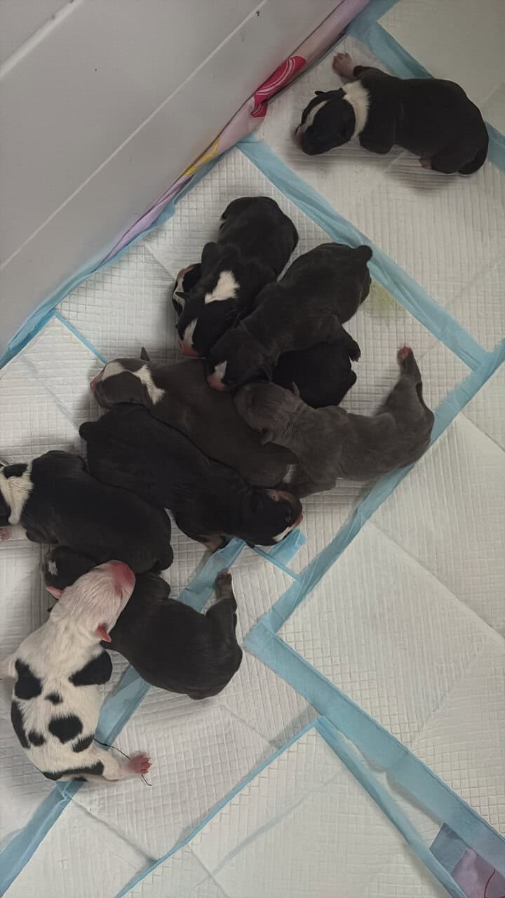 ABKC and UKC registered American Bully puppies TRI image 2