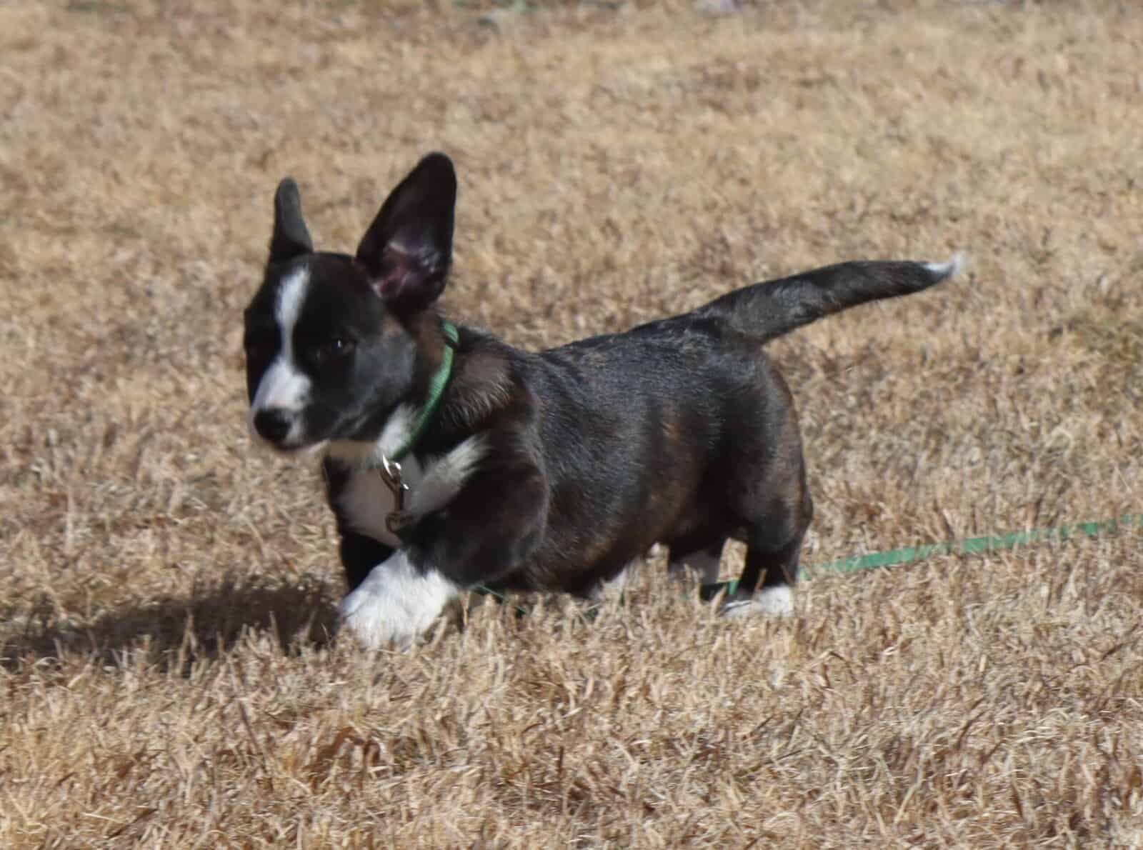 Purebred Cardigan Welsh Corgi Mr Green image 3