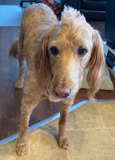 Free Dog image 1