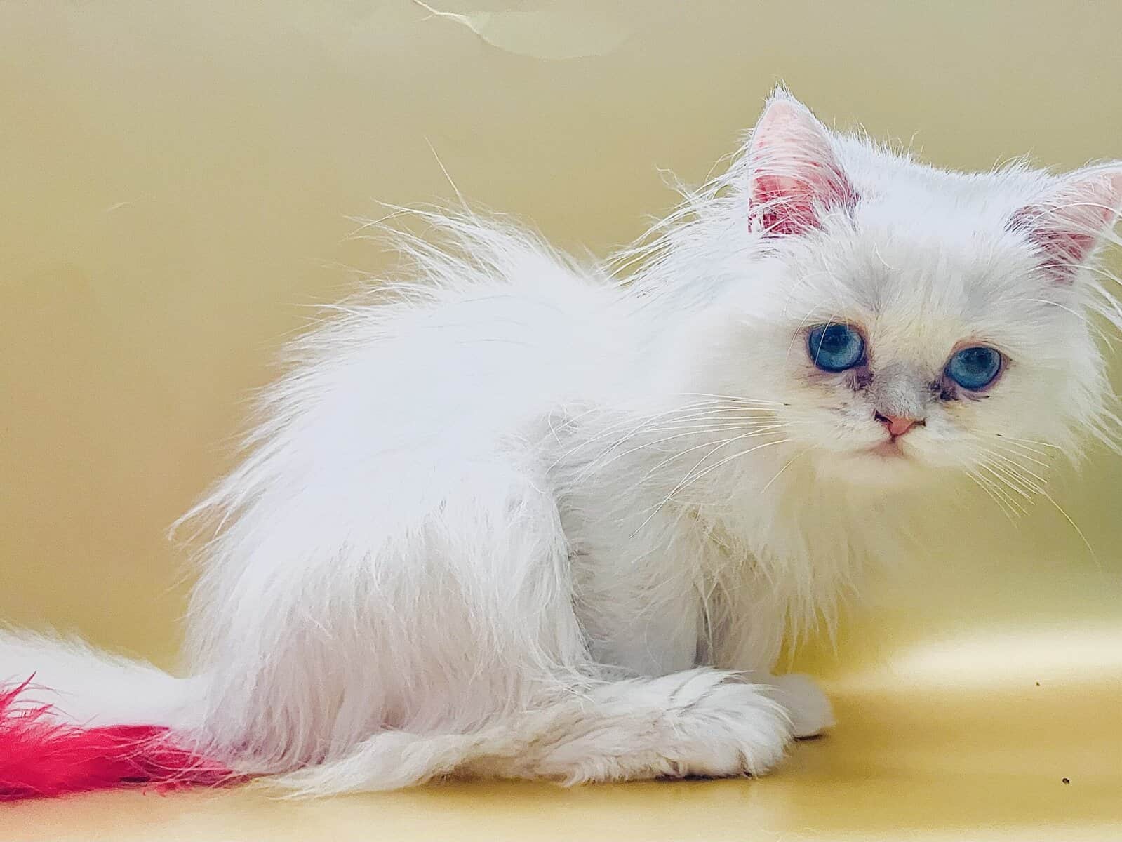 Silver chinchilla British longhair male image 1