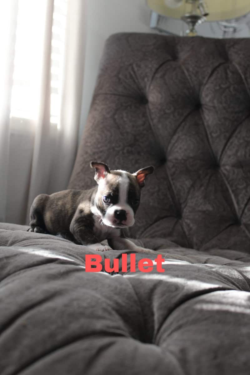 8 Boston Terrier Puppies image 1