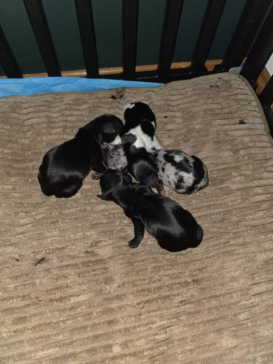 Dauchund Puppies image 1
