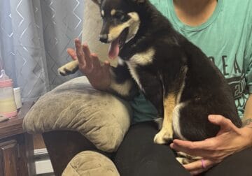 Purebred Shiba Inu puppies