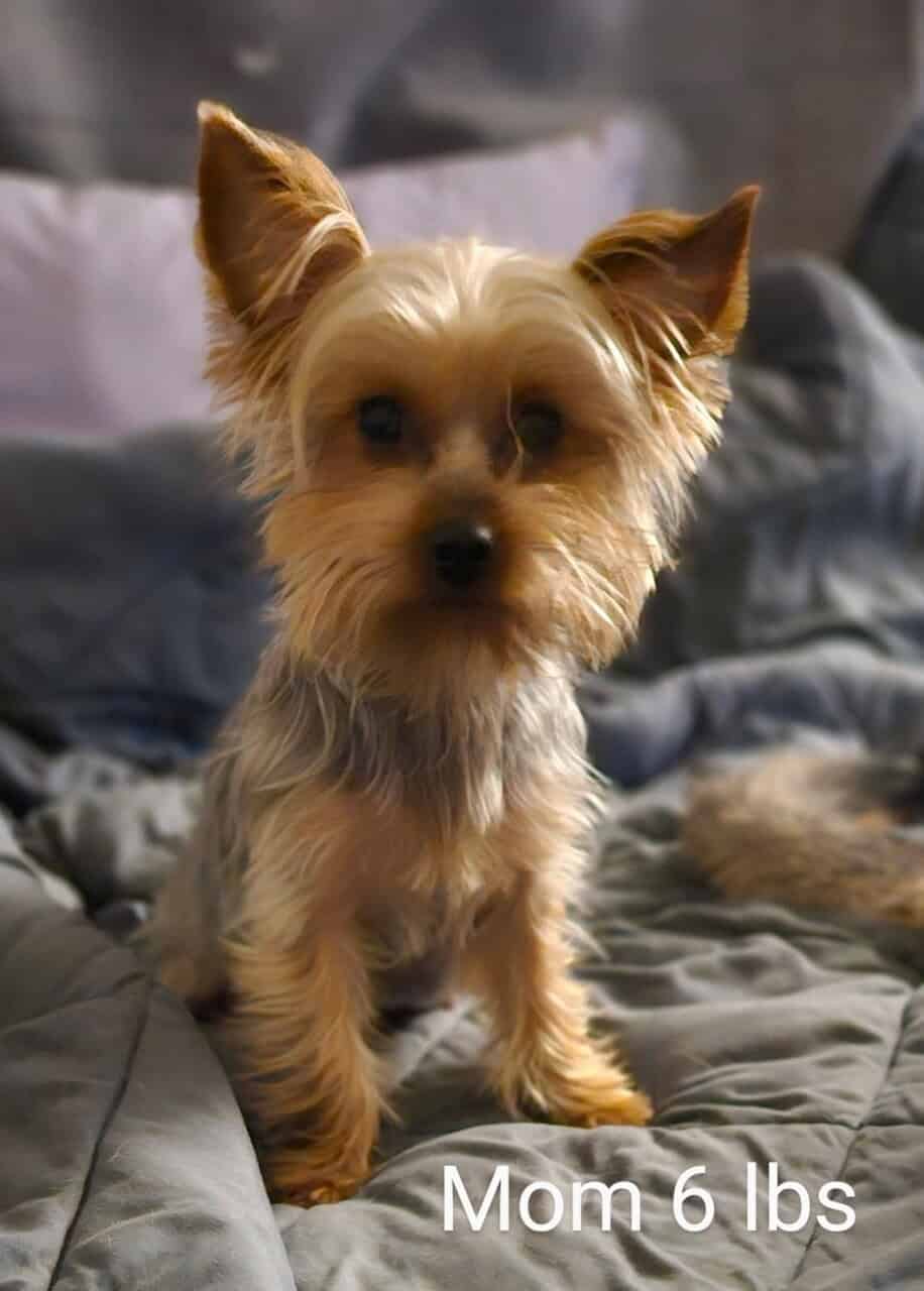 Yorkie puppies for loving home image 5