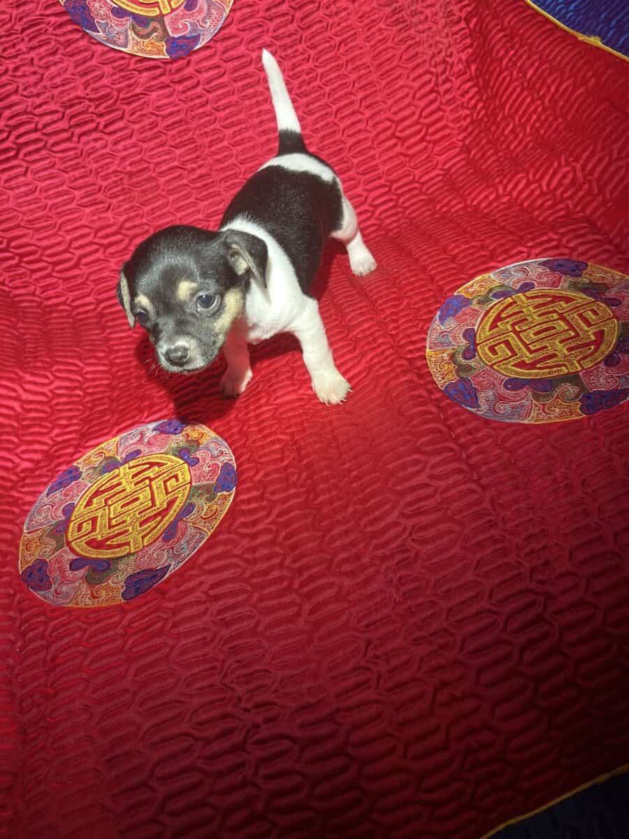 Chihuahua Puppies image 4