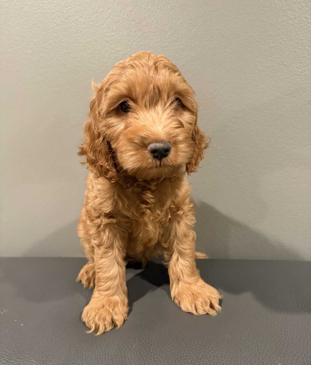 Cockapoo pupies image 2