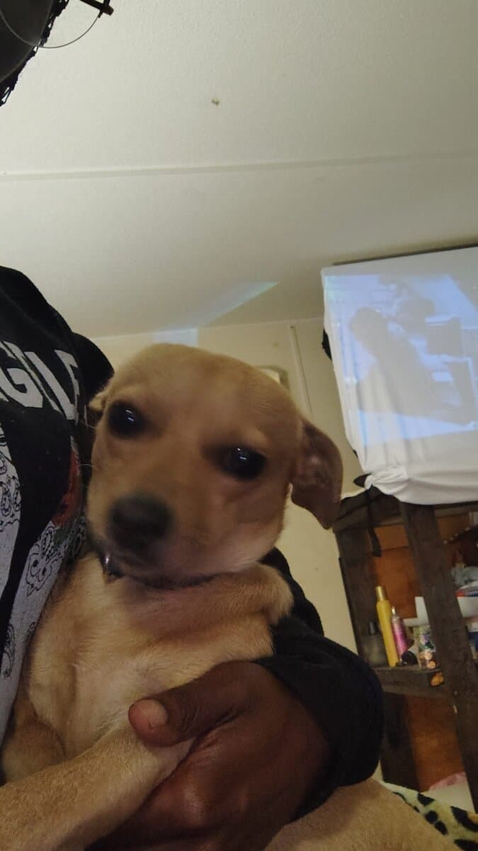 8 month old chiweenie image 2