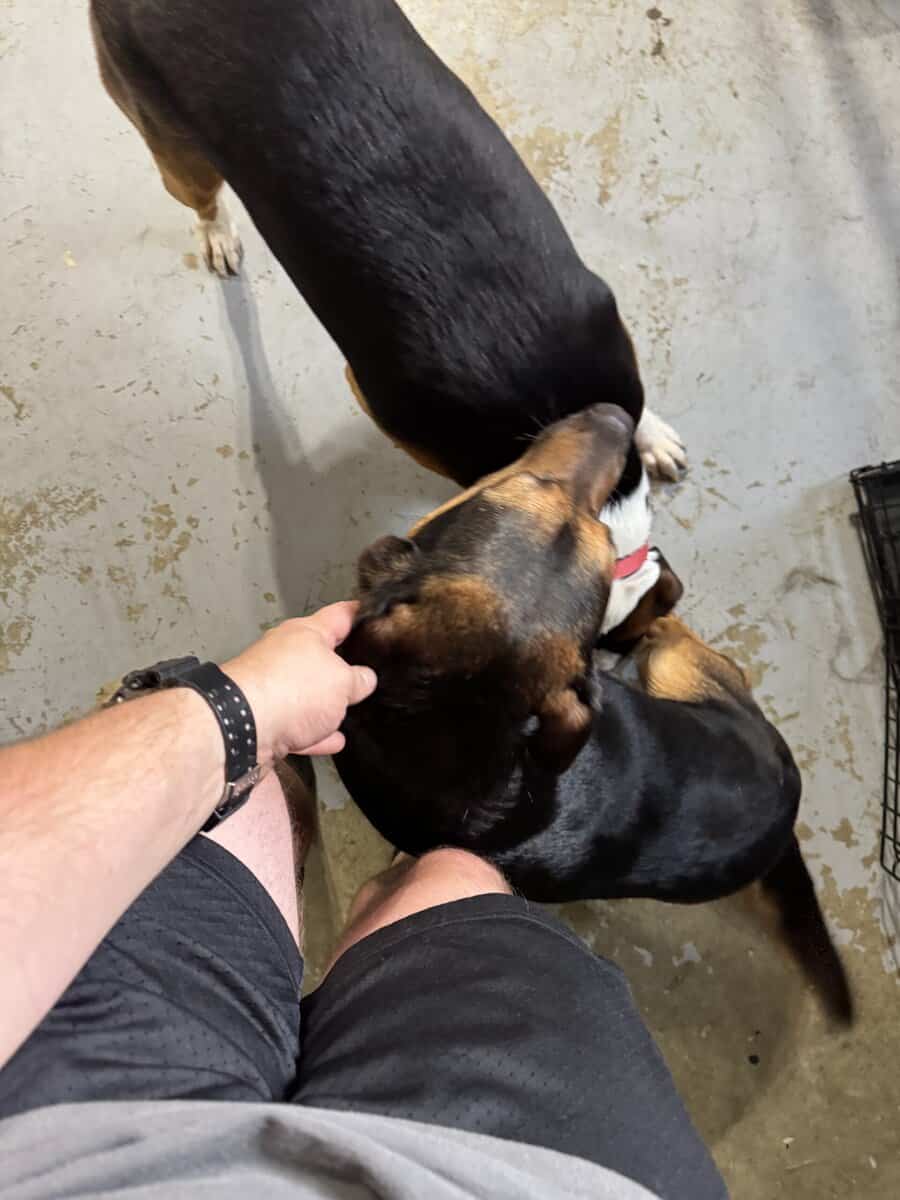 2 male mixed breeds for free image 5