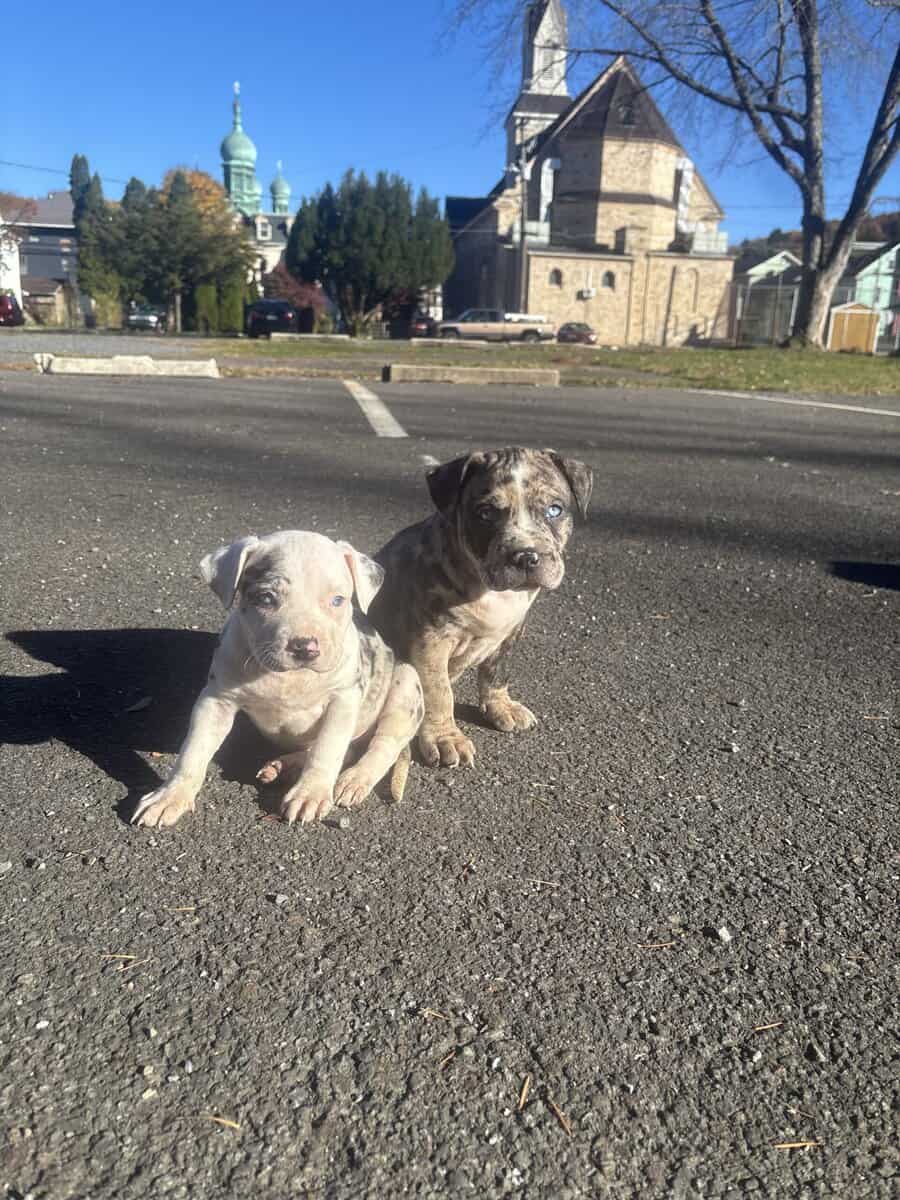 Blue eye female Merle Bully puppy image 4