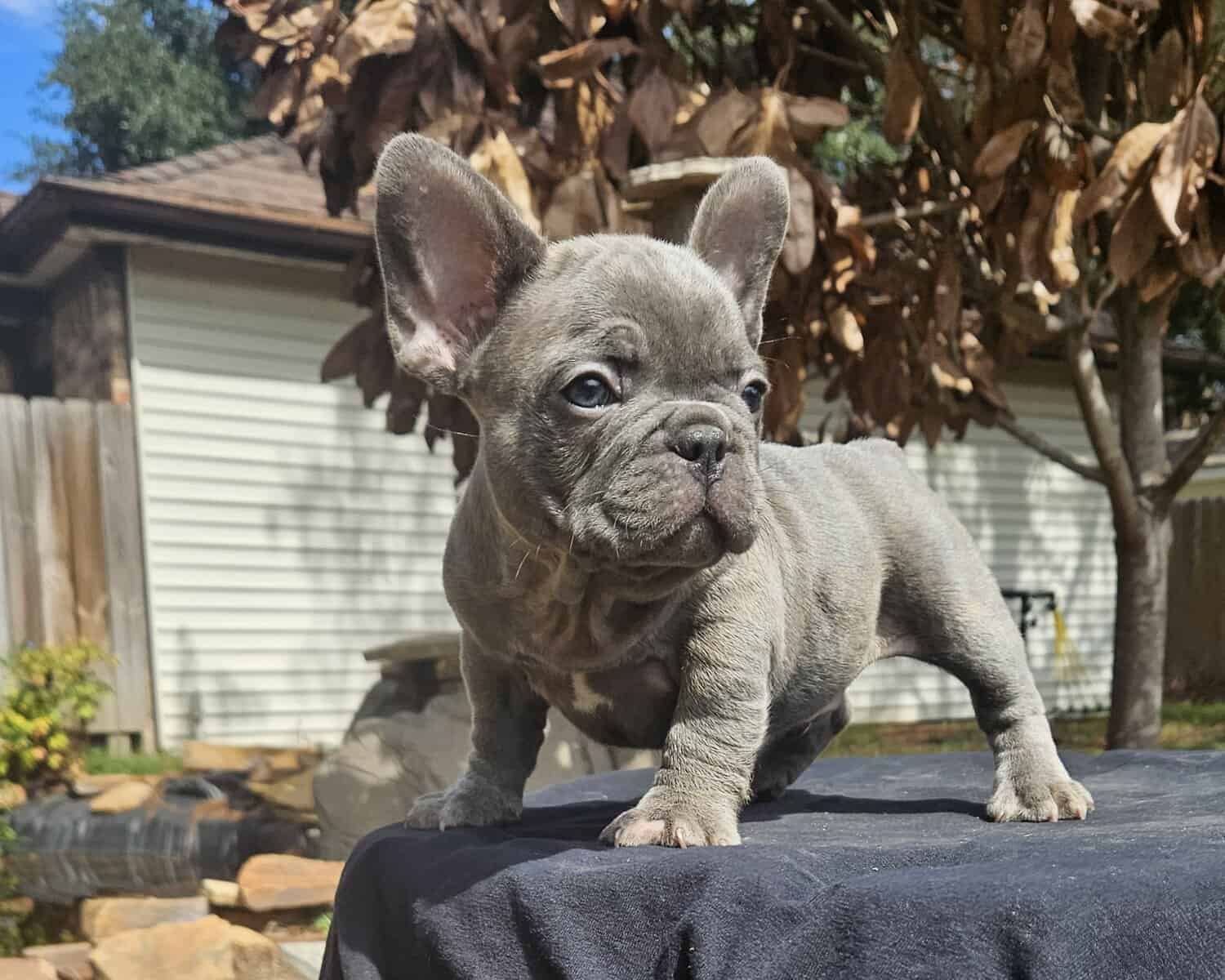 French Bulldog male image 1