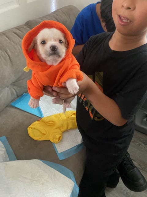 I have 3 puppies for sell image 6