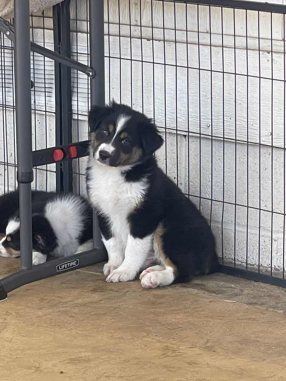 Australian Shepherd Puppy image 3