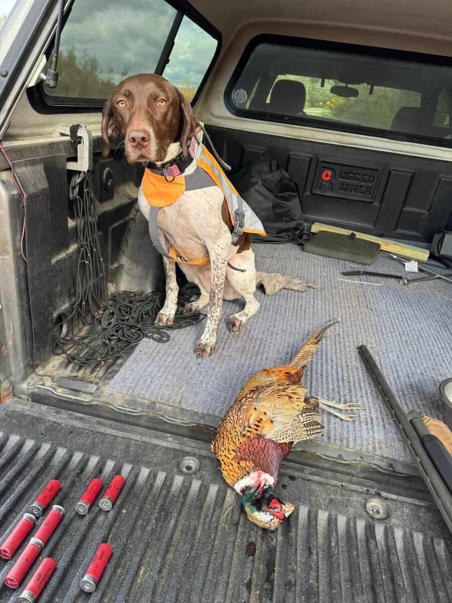 German shorthaired pointer puppies image 5