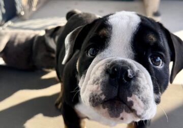 Travel Size English Bulldogs by Bulldogs Inc.